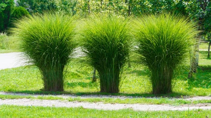 How Long Does It Take Pampas Grass To Grow