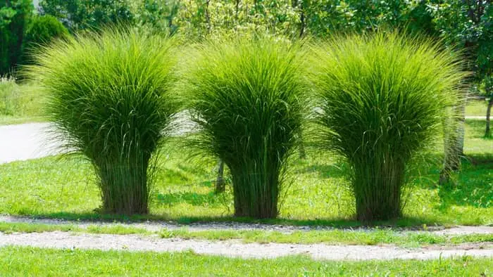 How Long Does It Take Pampas Grass To Grow