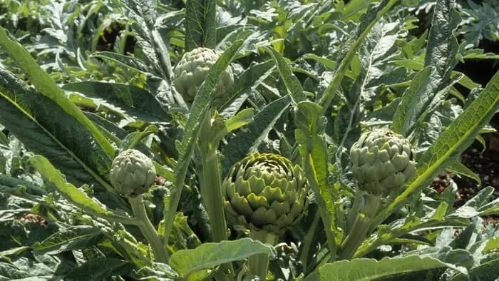 How To Grow Artichokes