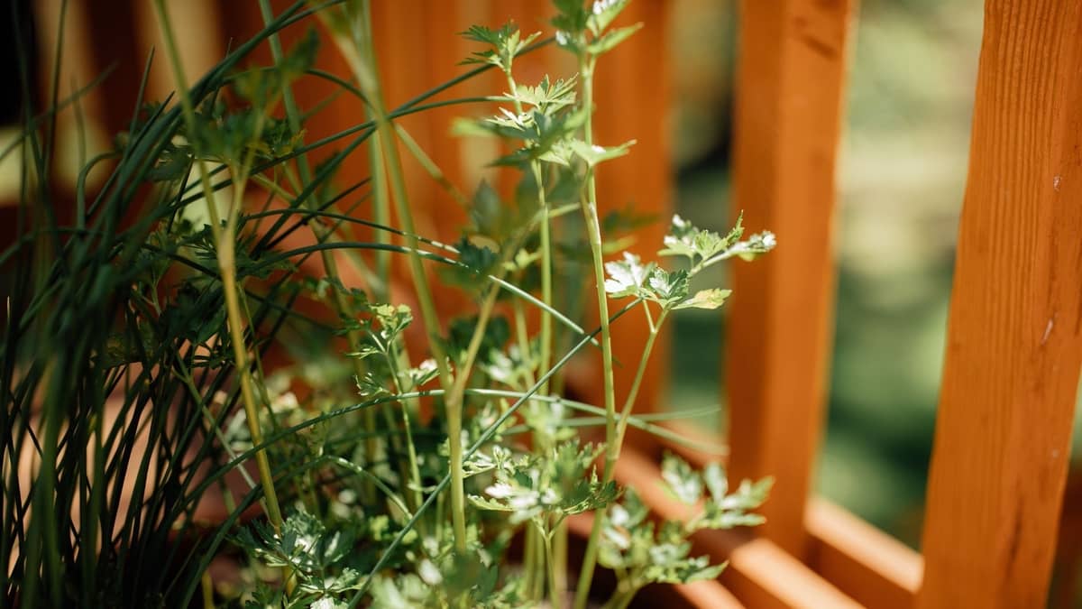 How To Grow Cilantro in Pots Indoors 5 super easy steps
