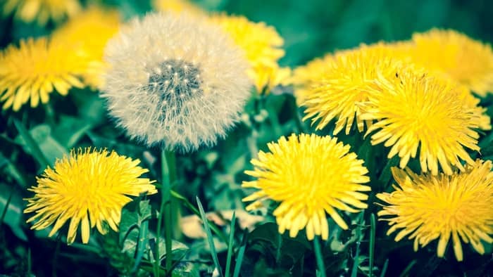 How To Grow Dandelions Indoors