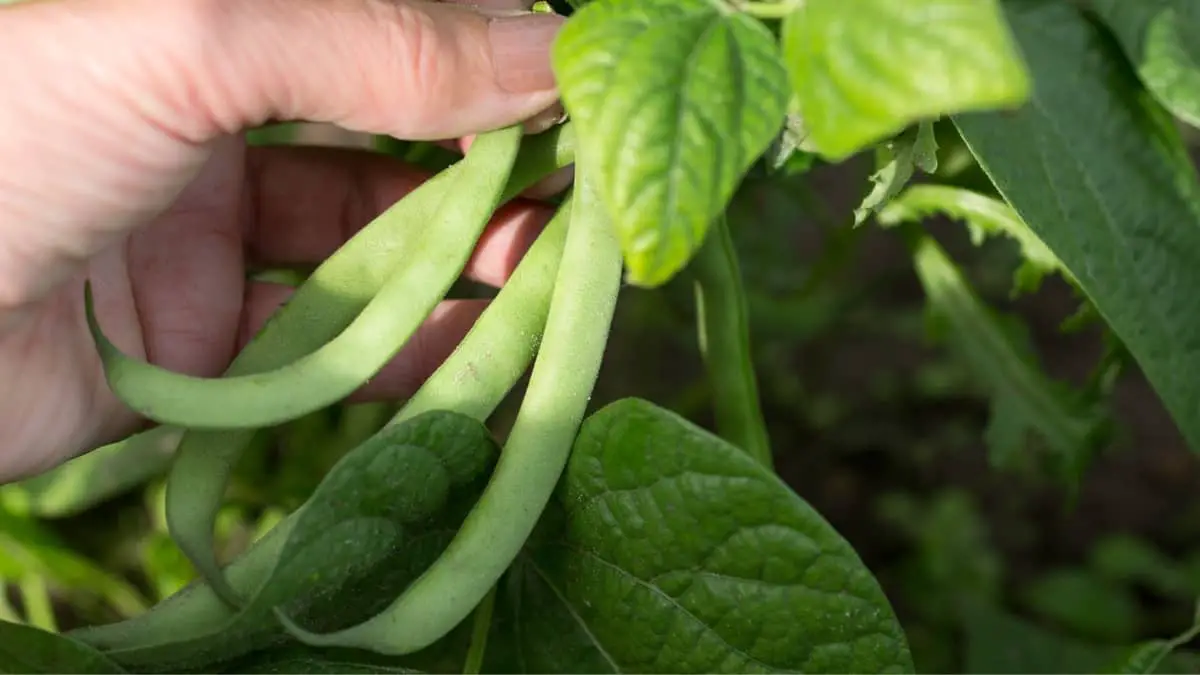 How To Grow Green Beans Indoors 8 SUPER usefull steps