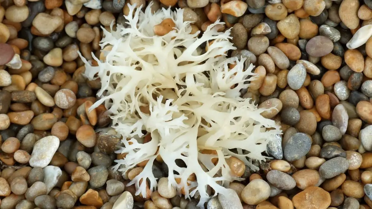 How To Grow Sea Moss - Ultimate Guide!