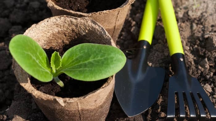 How To Grow Squash In A Pot