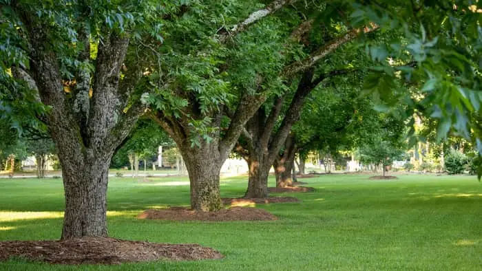 Pecan Tree