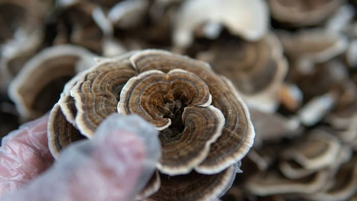 Turkey Tail Mushrooms