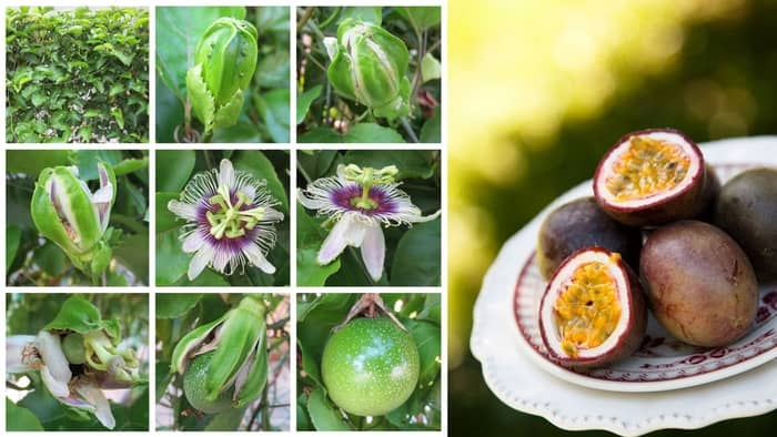 Why Grow Passion Fruit In Pots