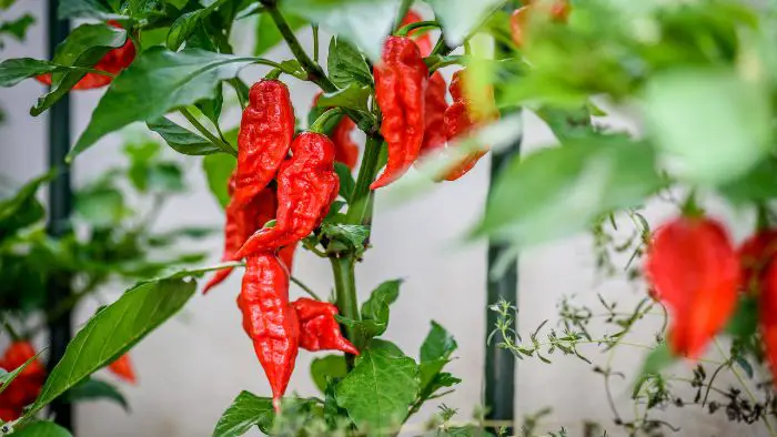  Are ghost peppers easy to grow?