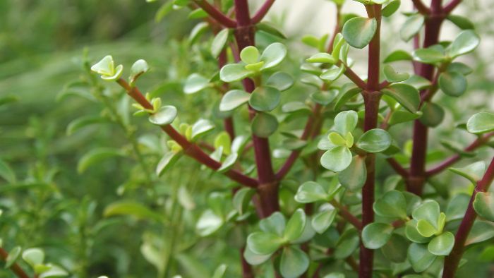  Can I fix a broken jade plant?