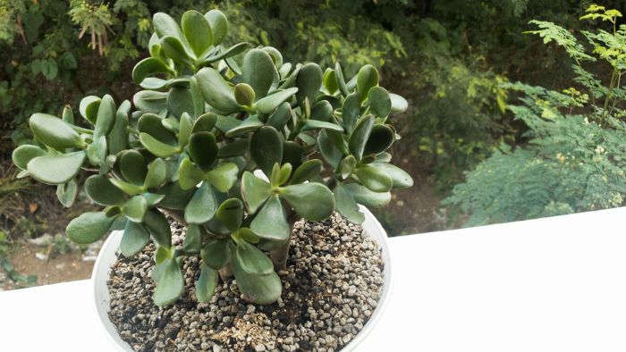  Can jade plant grow from stem?