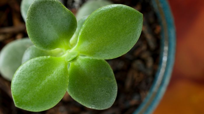  Can you replant a broken jade stem?