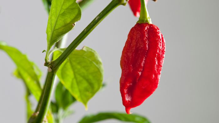  Do ghost peppers need full sun?