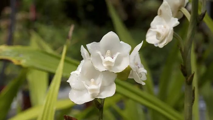  Do orchids grow in sun or shade?