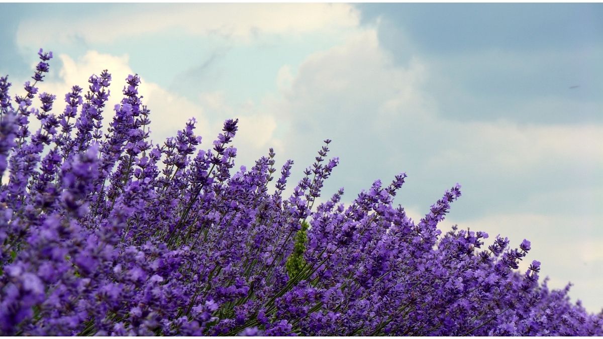 How Long Does It Take For Lavender To Grow 3 helpful tips