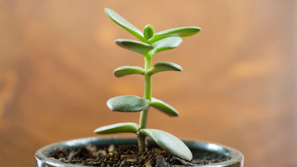 How To Grow A Jade Plant From A Broken Stem