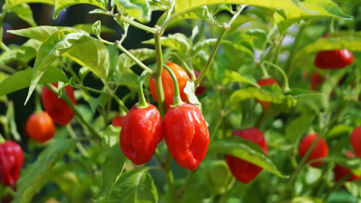 How To Grow Ghost Pepper Seeds in 6 super usefull steps