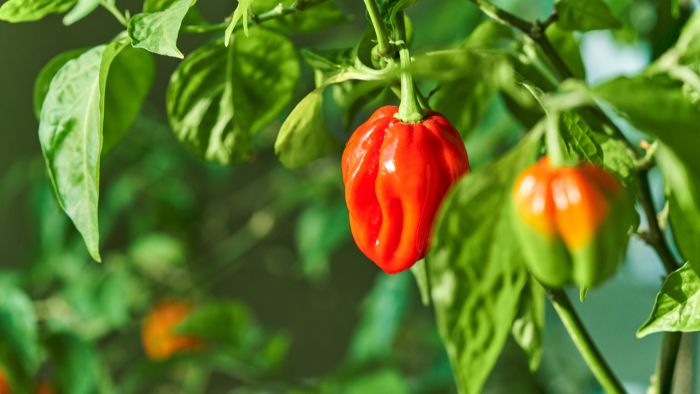  How long does it take for ghost pepper seeds to sprout?