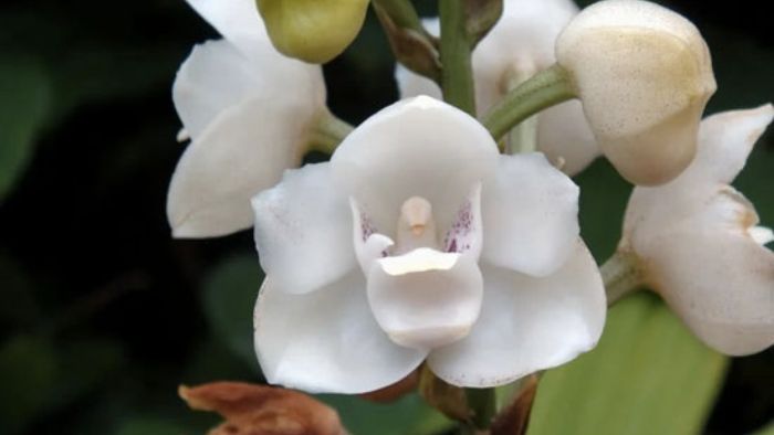  How often should orchids be watered?