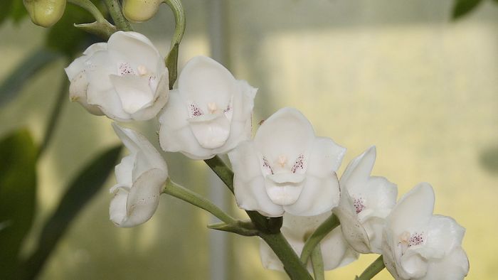  how to grow a dove orchid