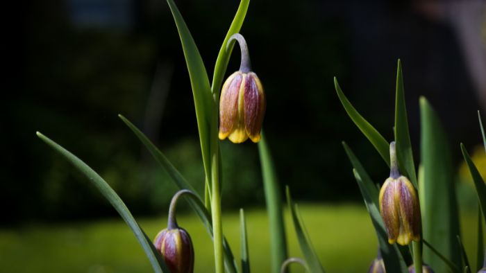  Are Fritillaria easy to grow?