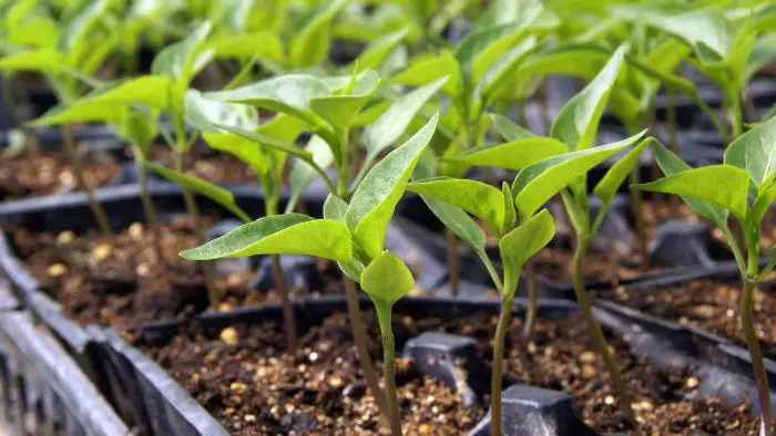  Are eggshells good for pepper plants?