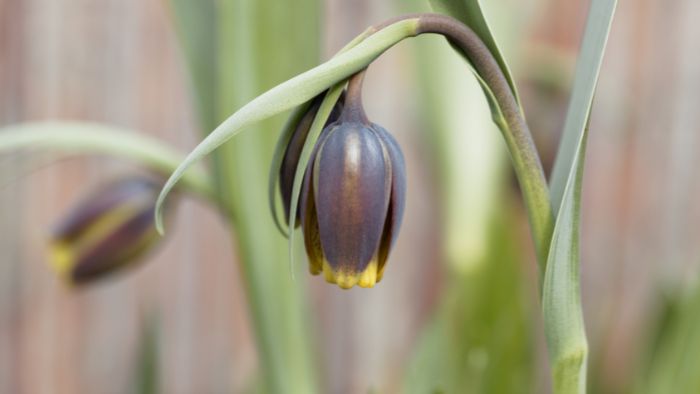  Do Fritillaria like sun or shade?