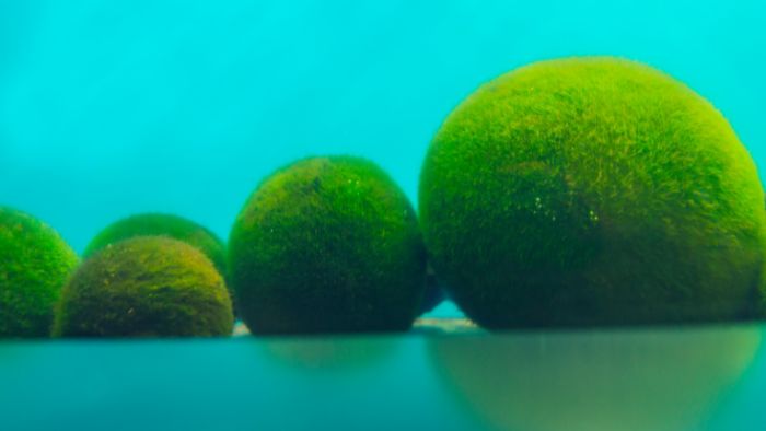  Do moss balls need to be submerged in water?