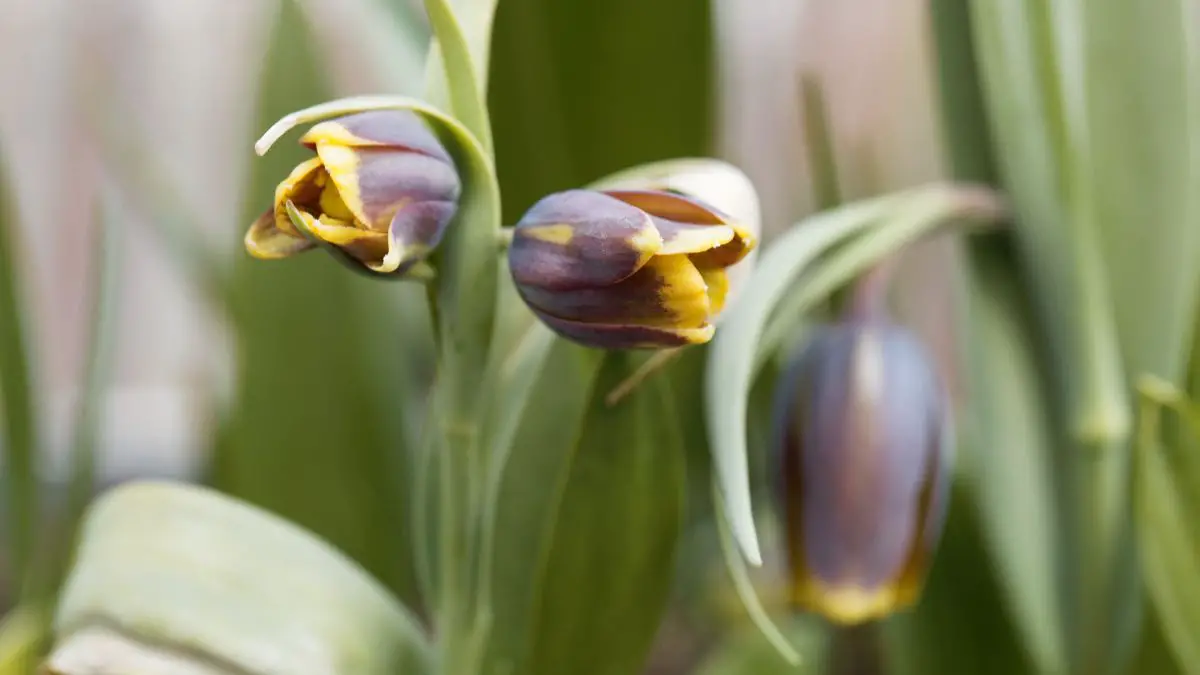 How To Grow Fritillaria Uva Vulpis In 6 SUPER Quick Steps