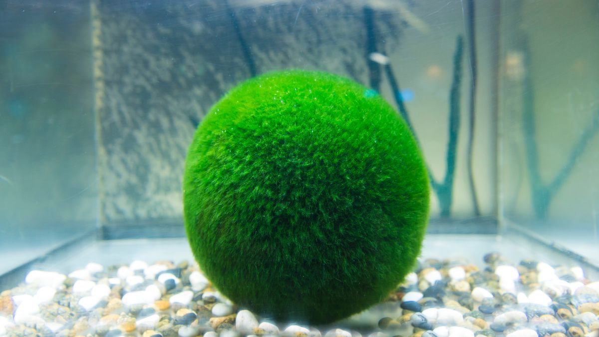How To Grow Moss Balls