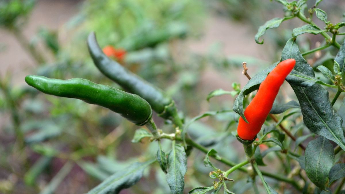 How To Make Peppers Grow Faster 5 Unique And Amazing Ways