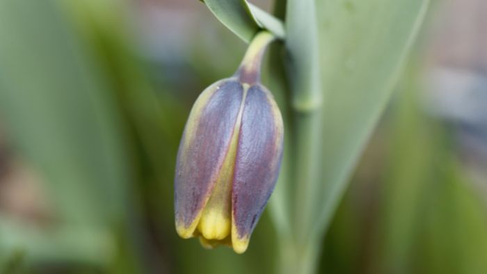  How do you grow Fritillaria bulbs?