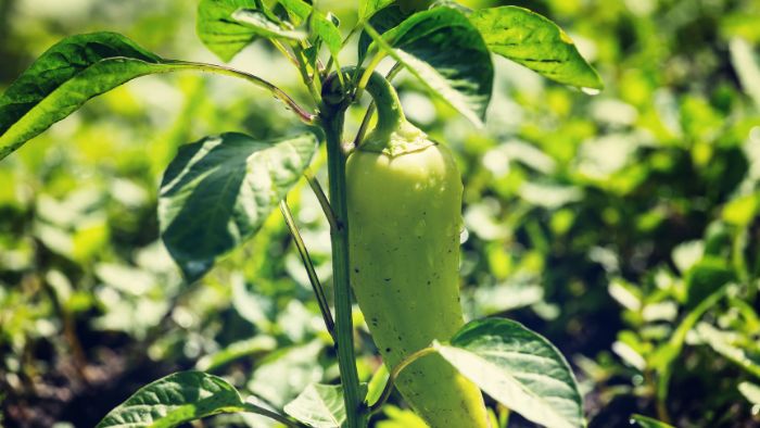  What is the best fertilizer for peppers?