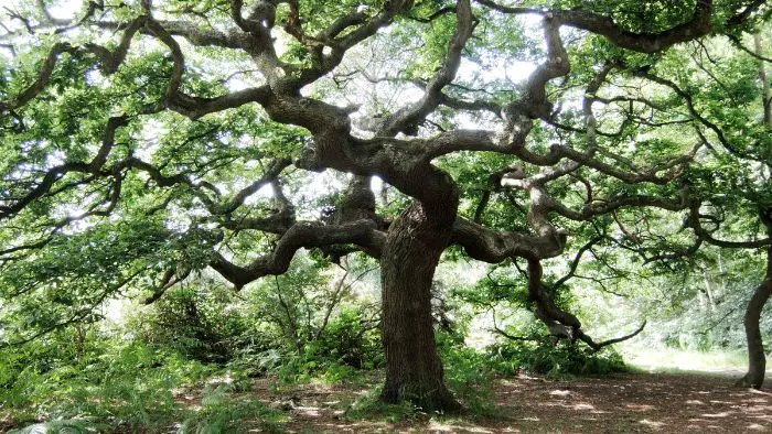  Do oak trees need light to grow?