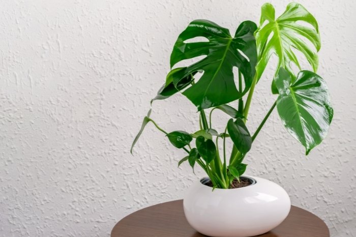 Fertilizer - How Long Does Monstera Take To Grow