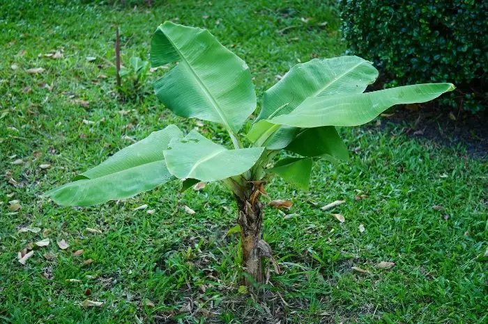 How Long Does A Banana Tree Live