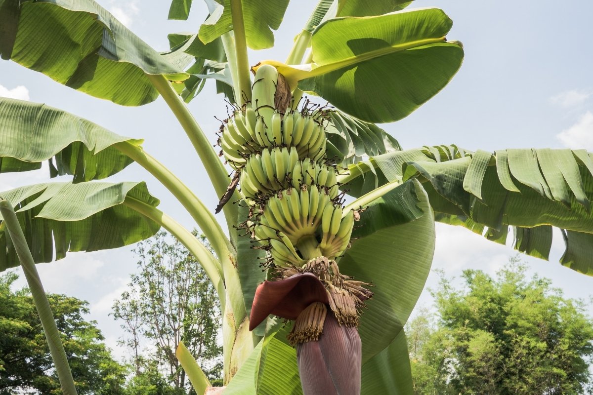 How Long Does It Take To Grow A Banana Tree a few super tips