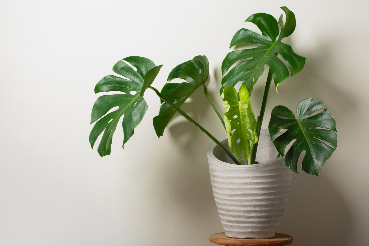 How Long Does Monstera Take To Grow