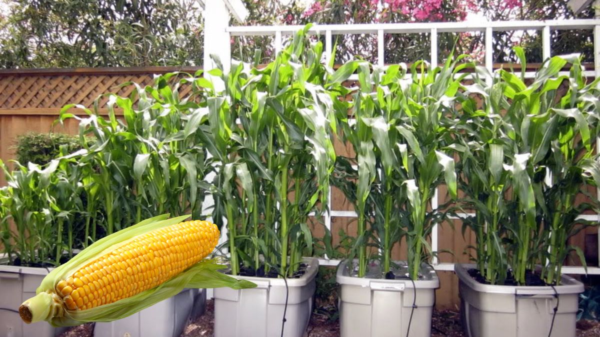 How To Grow Corn In A Pot