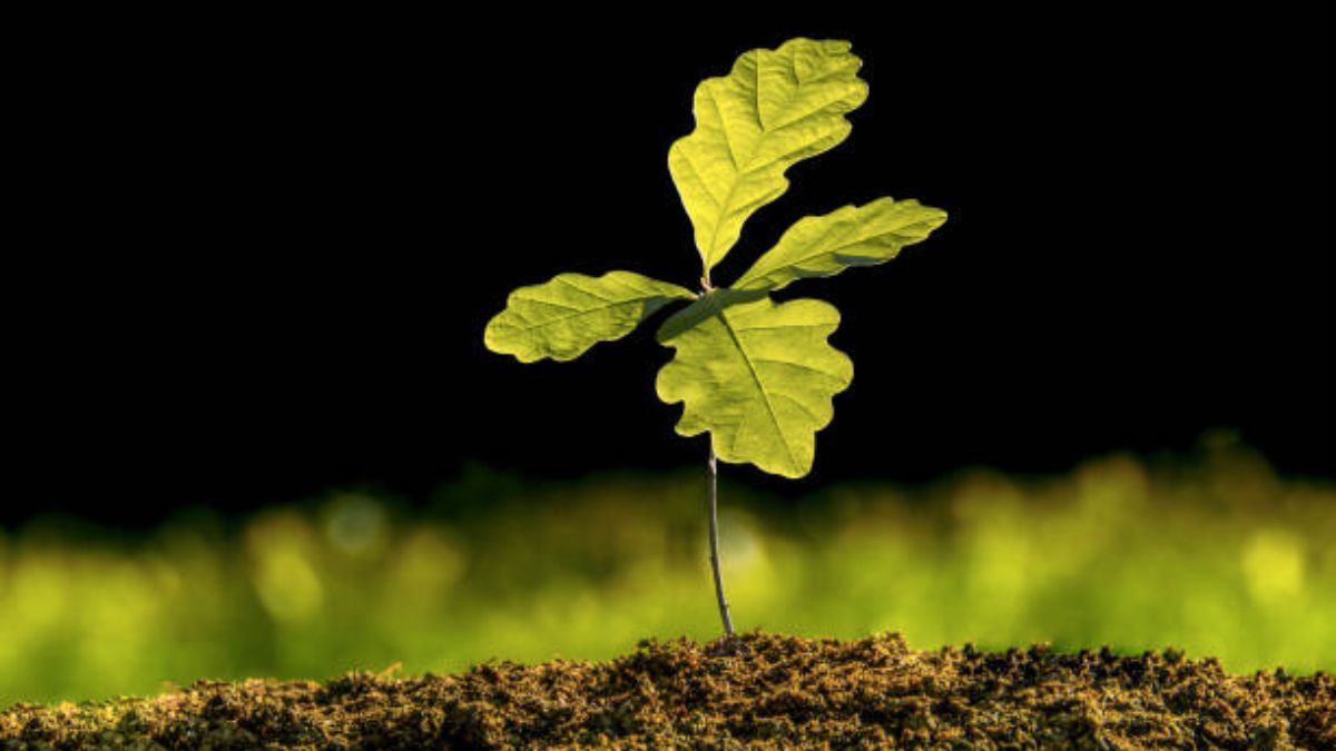How To Grow Oak Saplings: 5 best Tips And Tricks