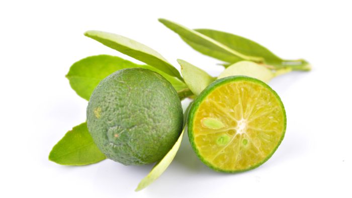  How often should you water calamansi plant?