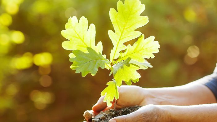  What do oak saplings need to grow?