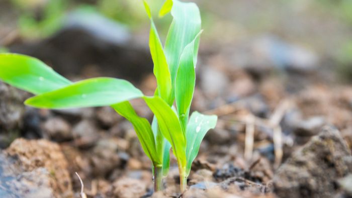  What happens if you plant corn too close together?