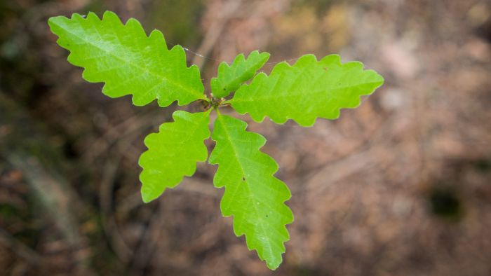  Why won't my oak saplings grow?