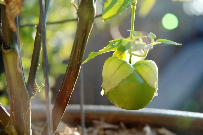 Harvesting tomatillos