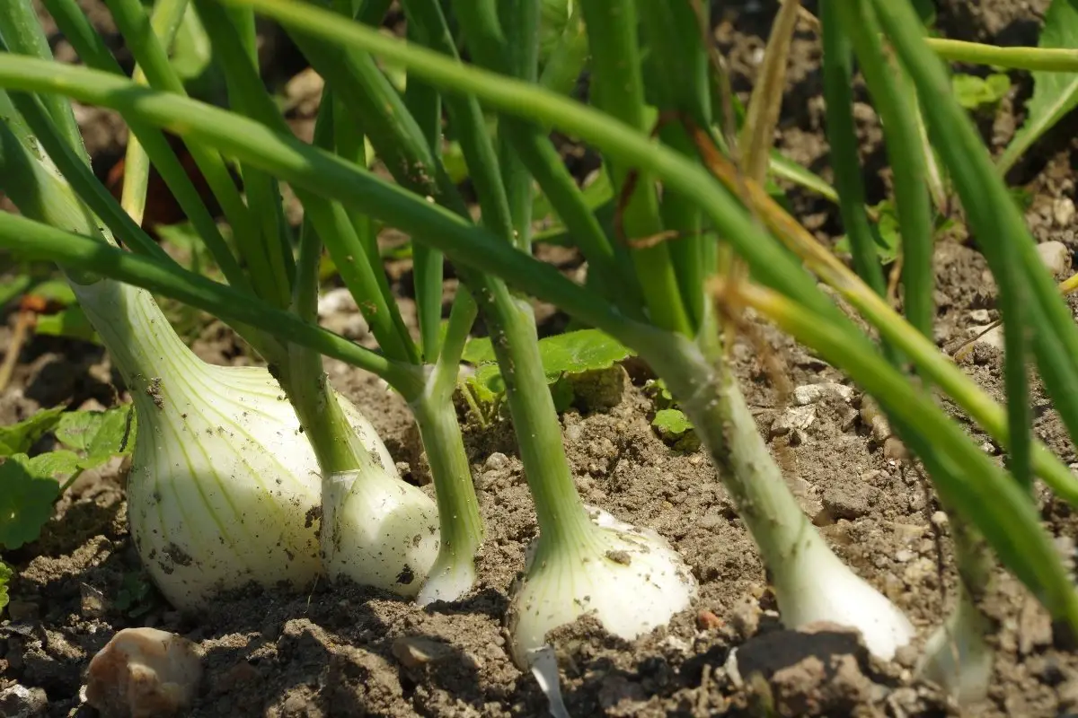 How Do I Get My Onions To Grow Bigger 9 best tips