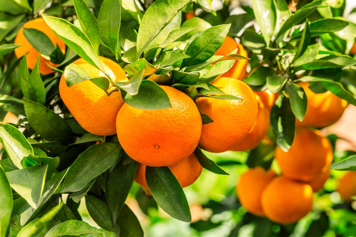 How Long Does An Orange Tree Take To Grow 5 basic factors