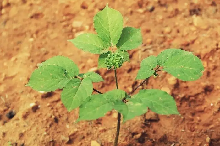 How Long Does It Take To Grow A Pound Of Ginseng