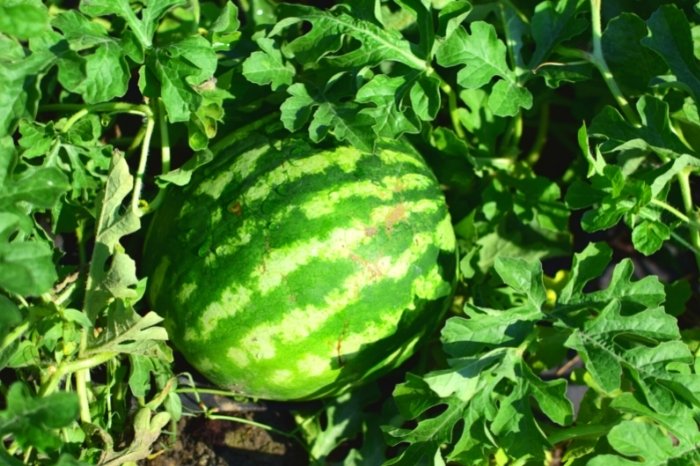 How Long Does It Take To Grow A Watermelon In Florida