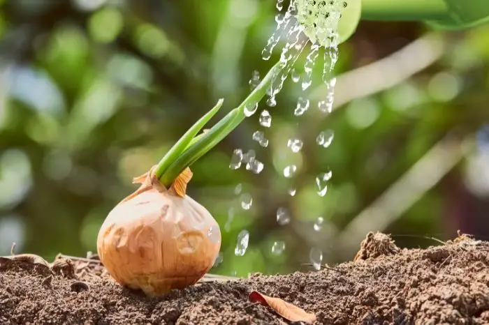 How Many Times Should I Water My Onion In A Day