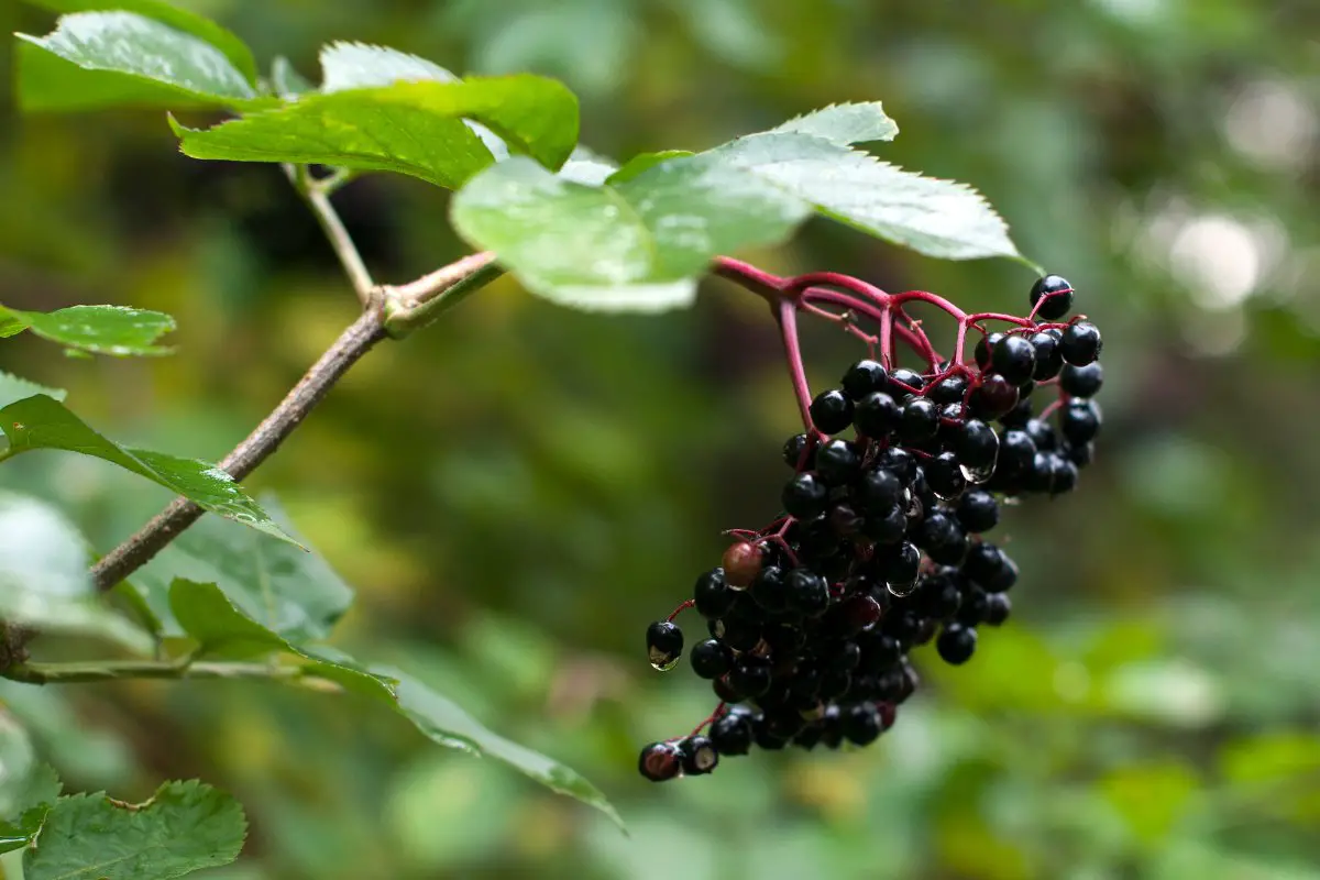 How To Grow Elderberry From Seed In 4 super Easy Steps